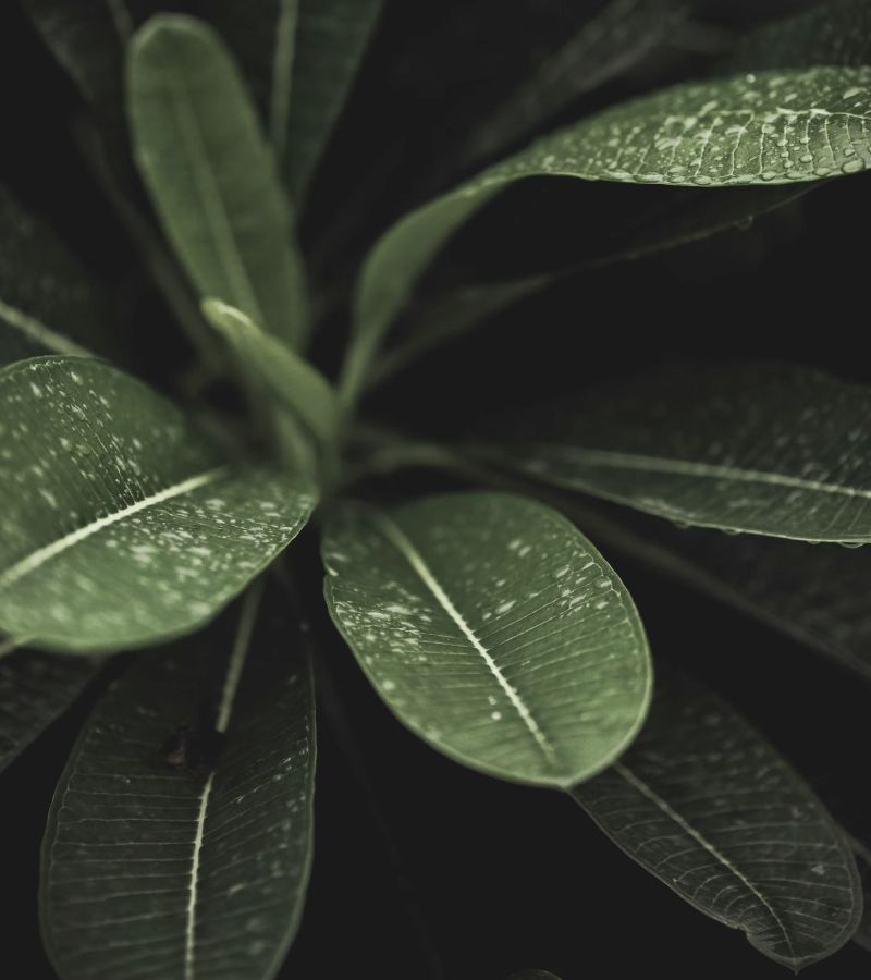 Om uw comfort en rust te kunnen garanderen, worden deze behandelingen uitgevoerd in aparte ruimtes. Terwijl één geniet van een facial, wordt de andere verwent met een spa manicure/pedicure. Na 60 minuten wordt er omgewisseld.   

Na afloop van de behandelingen hebben jullie de tijd om samen rustig te bekomen en te genieten van vers geperst fruitsap / glaasje cava / koffie of thee. Dit kan binnen of buiten in onze stadstuin ( volgens seizoen ). 